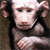 Monkey Buddy Icon 3