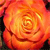 Rose Icon 13