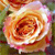 Rose Icon 15