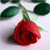 Rose Icon 9