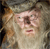 Albus Dumbledore Buddy Icon 2