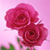 Rose Flower 7