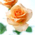 Roses Flower 2