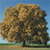 Tree Icon 3