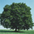 Tree Icon 4