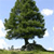 Tree Icon 8
