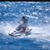 Surf Icon 21