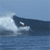 Surf Icon 53