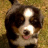 Cutie Dog Icon 5