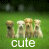 Cutie Dogs Icon 4