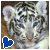 Tiger Icon 2