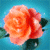 Flowers Myspace Icon 5