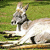 Red Kangaroos - Australia Icon