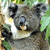 Koala - Australia Icon