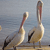 Pelicans - Australia Icon 2