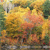Autumn Season Icon 9