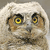 Owl Myspace Icon