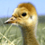 Duck Myspace Icon
