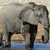 Elephant Myspace Icon