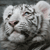 Tiger Myspace Icon 3