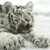 Tiger Myspace Icon 2