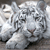 Tiger Myspace Icon