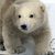 Bear Myspace Icon 2