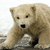 Bear Myspace Icon 3