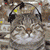 Cat Myspace Icon 8