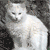Cat Myspace Icon 6