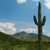 Cactus In Arizona 92