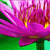 Flowers Myspace Icon 9