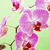 Spring Flowers Myspace Icon 13