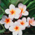 Tropical Flowers Myspace Icon