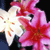 Tropical Flowers Myspace Icon 5