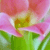 Spring Flowers Myspace Icon 12