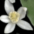 Spring Flowers Myspace Icon 2