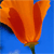 Spring Flowers Myspace Icon 11