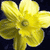 Spring Flowers Myspace Icon