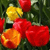 Spring Flowers Myspace Icon 7