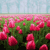 Spring Flowers Myspace Icon 16
