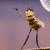Bee Movie Myspace Icon