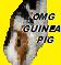 OMG GUINEA PIG