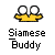 Siamese buddy