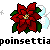 Pointsettia