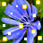 Flowers 33